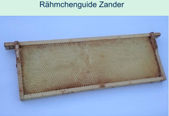 Rhmchenguide Zander